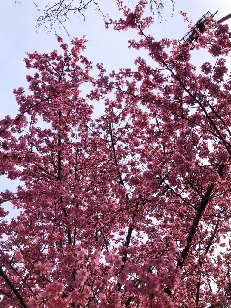 Cherry blossoms at Prospect Park 